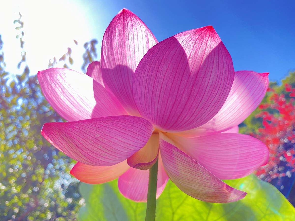 蓮花「大賀ハス」